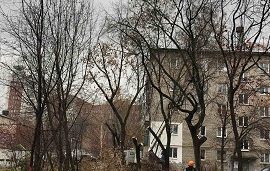Кронирование деревьев на придомовой территории по адресу ул. Стахановская, 42, 44