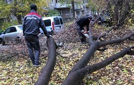 Уборка аварийного дерева по адресу ул. Льва Толстого, 10